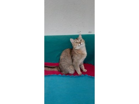Golden british shorthair