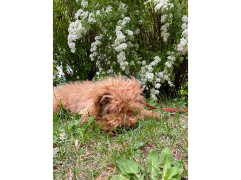 4 aylık maltipoo (erkek)