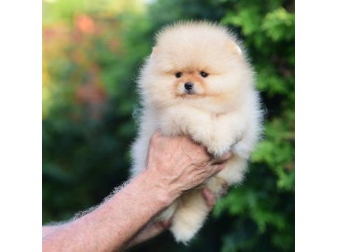 Ayıcık surat pomeranian boo yavrularımız