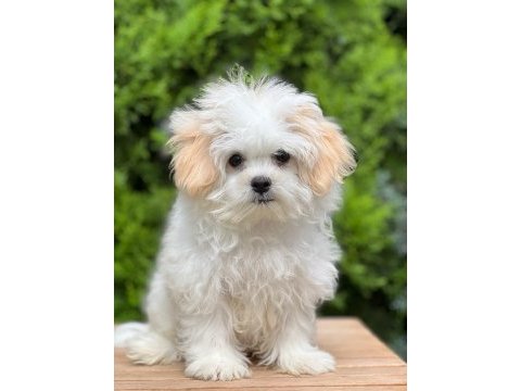 Çiçek gibi morkie oğlumuz