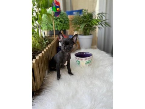 3 aylık erkek yavru chihuahua