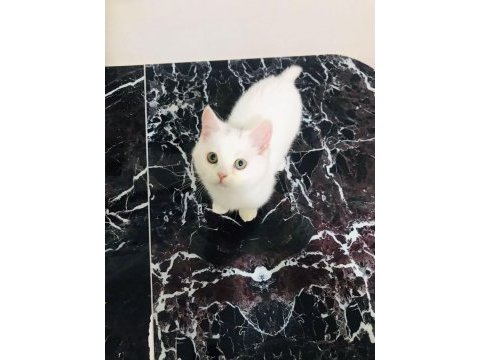 En güzel ve en tatlı iran kedisi kardeşler