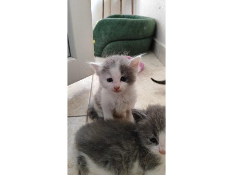 Dişi 2 aylık british shorthair