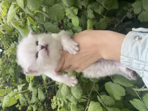 Yavru ve yetişkin british shorthair