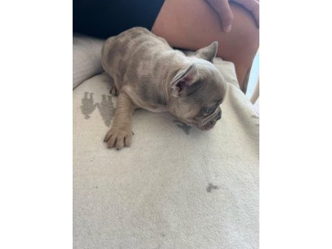 French bulldog yavrumuz