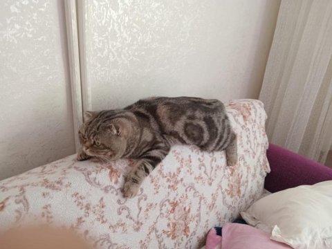 Kayıp ilanı scottish fold kedim çipli