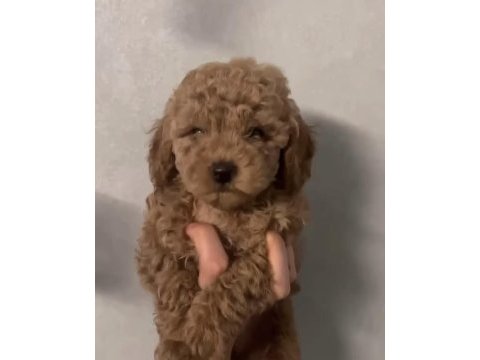 Kilo boy garantili toy poodle