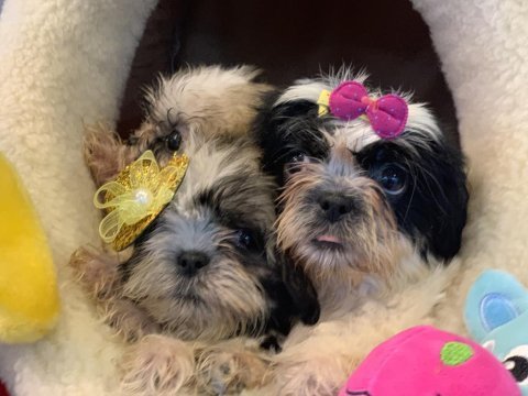 Wc eğitimli shih tzu yavrularımız