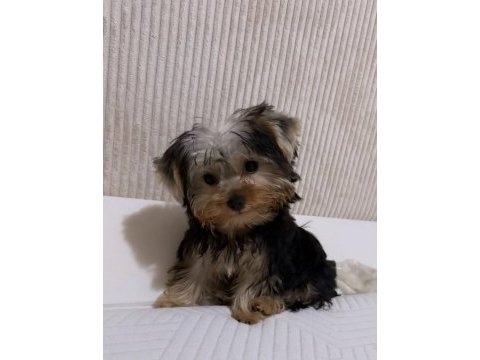 Teddy yorkshire terrier
