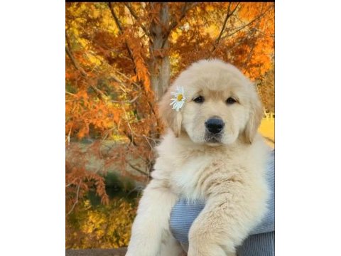 Çocuk dostu golden retriever yavrular