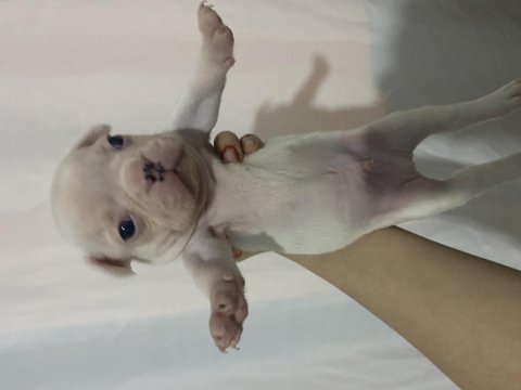 A kalite erkek yavru french bulldog