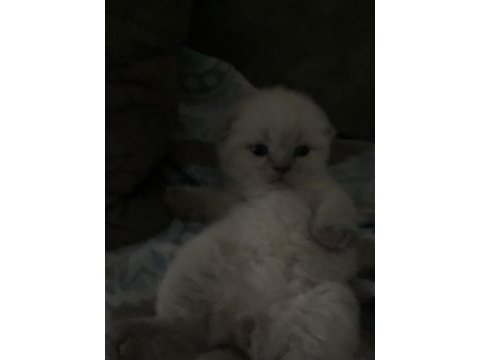 Eklem ağrısız scottish fold yavrular