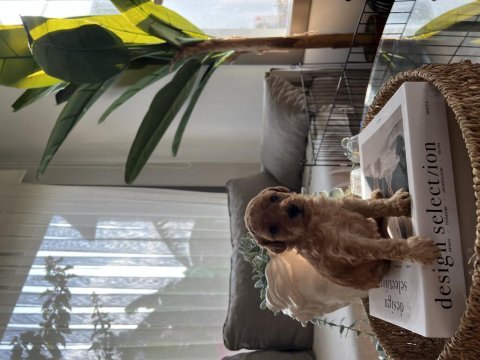 Safkan toy poodle 0-3 aylık