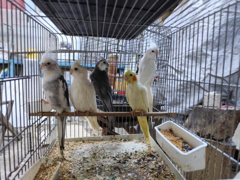 Renk renk sultan papağanları