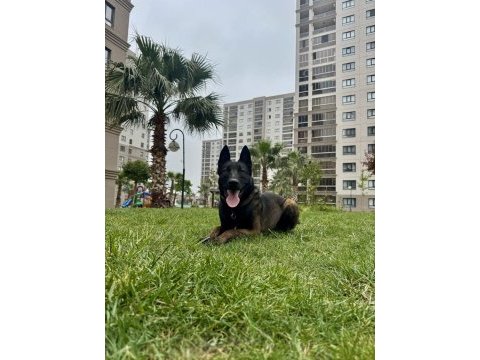 Kaliteli belçika malinois yavrular