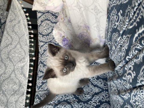 Pamuğu bi yuva arıyoruz british shorthair