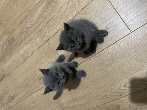 British shorthair yavru kedimiz