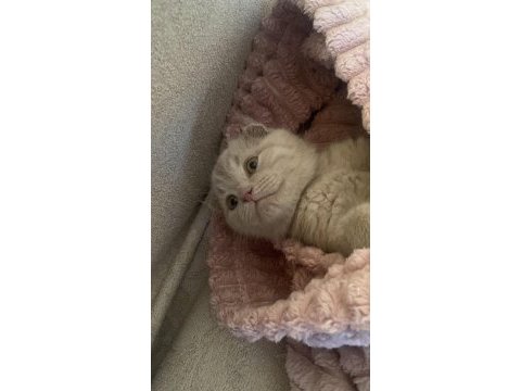 Scottish fold yavrularım