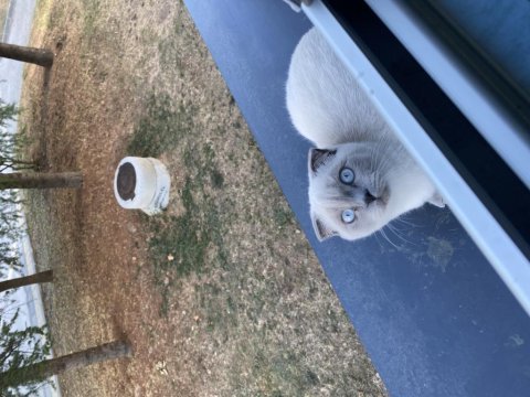 6 aylık scottish fold yavrumuzu sahiplendirmek istiyoruz