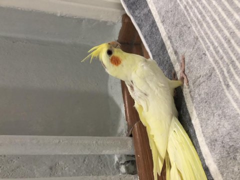 Yavru sultan papağanı 3 adet