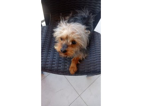 Sahiplendirilecek yorkshire terrier