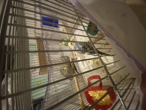 Sağlıklı muhabbet kuşu kendi yavrularım