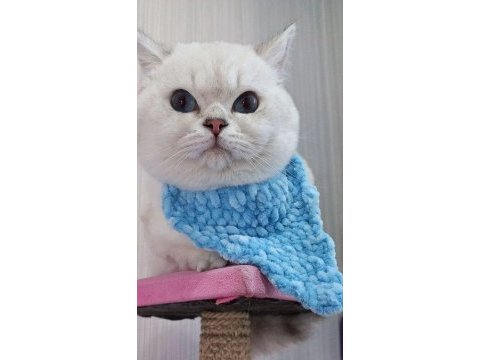 Full şecereli safkan yavrularımız british shorthair