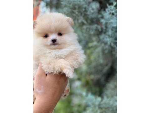Üst kalite ayı surat yavrularımız pomeranian