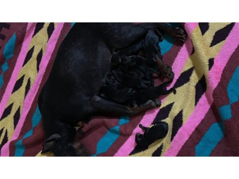 Yavru doberman