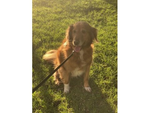 Güzel kalpli golden retriever odie