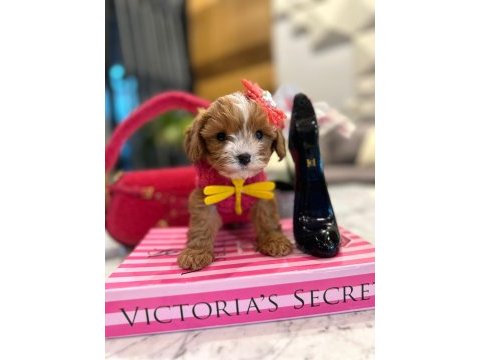 Mini maltipoo baby