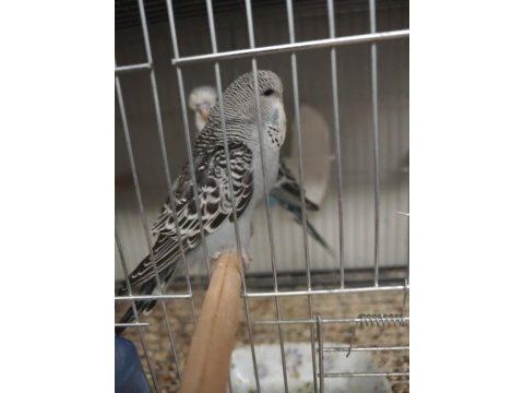 Show jumbo muhabbet kuşu yavrular sahiplendirme
