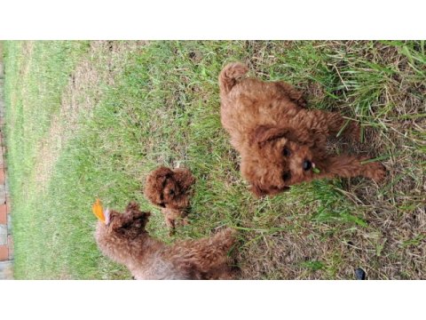 Toy poodle red brown