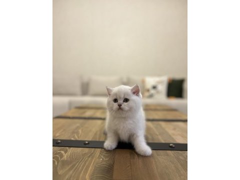 Brıtısh shorthair sılver yavrularım 