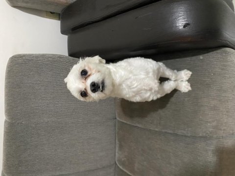 Malta terrier 11 aylık tüm eğitimleri vardır