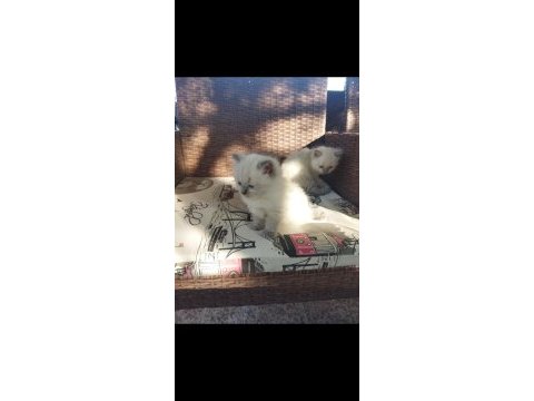 Sahibinden gemiye çıkacağımdan dolayı