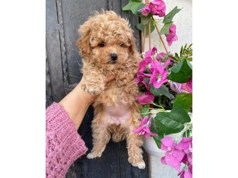 Kore maltipoo