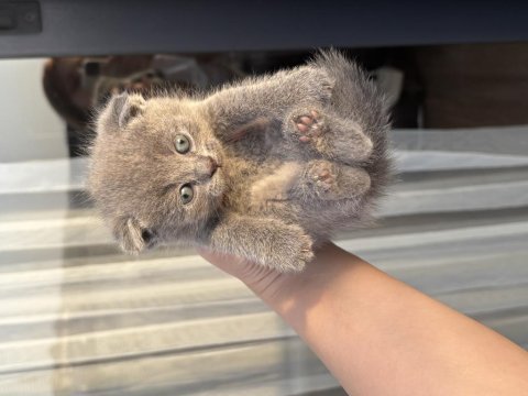 British shorthair sağlıklı 6 yavru