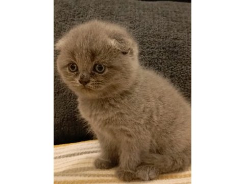 Dişi scottish fold yavrular