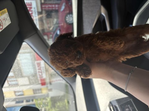 Red toy poodle yavrularım 