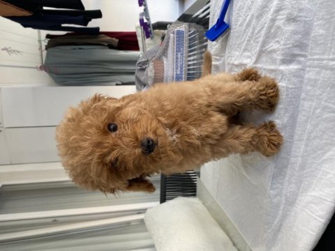 3.5 aylık poodle (yalnızca bursa içi)