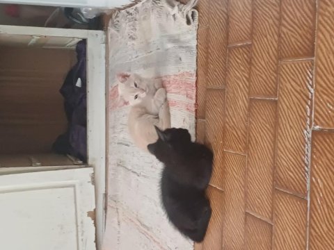 3 yavru anneleri yok sarı gri siyah kedimiz