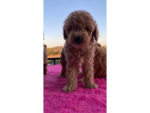 Toy poodle bebekler uygun
