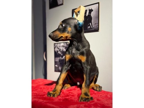 Aşılı ve estetikli yavru heykel doberman köpekler