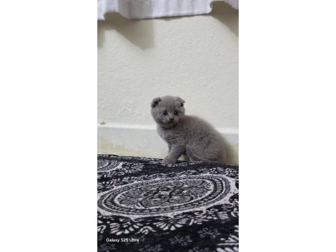 Çok sevecen scottish fold uyguna verilecek
