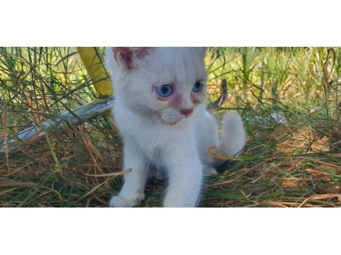 British shorthair 4 aylıklar yardımcı olunur