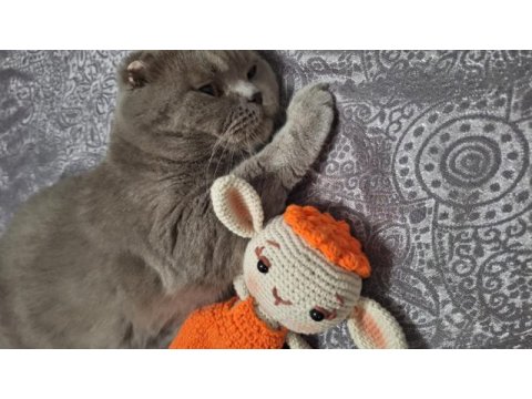Dişi british shorthair