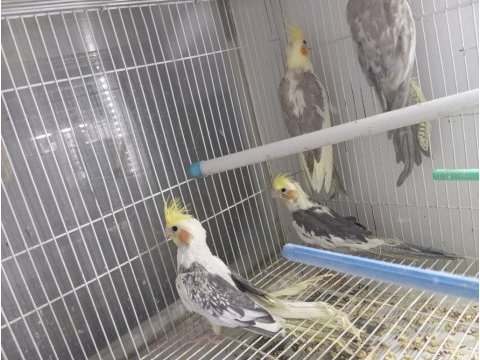 Yavru eğitime müsait sultan papağanı