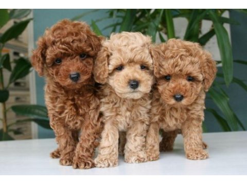 Toy poodle yavrularım sağlık ve ırk garantilidir