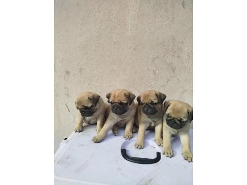 Pug mops yavruları en kucuk boy gül kuyruk basık surat